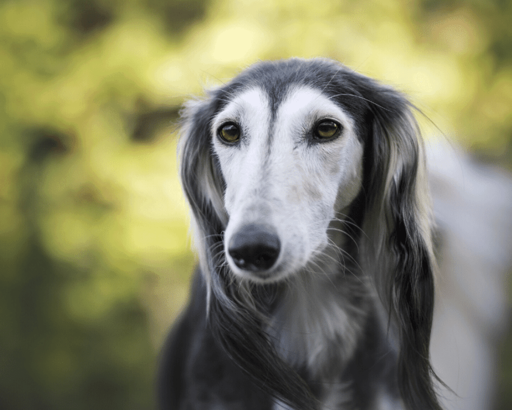 https://d1hg6wdwbisxfa.cloudfront.net/wp-content/uploads/2020/12/08111332/10-saluki.png